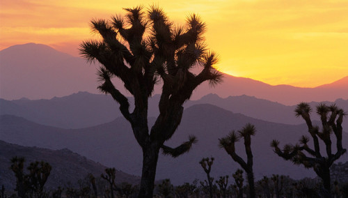 Joshua Tree National Park at Sunset, California Poster Canvas Movie Film Print A