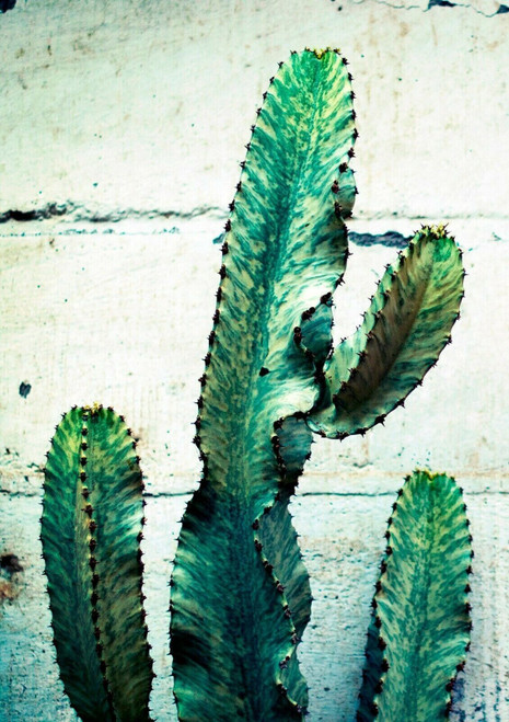 CACTUS ART Minimalist Modern Botanical Photography Prints (1) Poster Canvas Movi