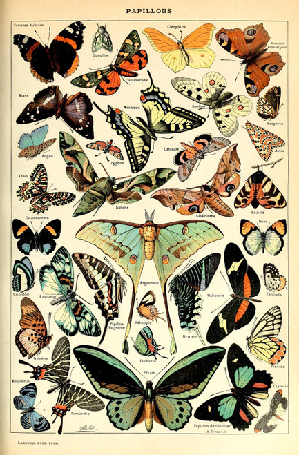Vintage Victorian Butterfly Specimen Poster Canvas Movie Film Print A0 A1 A2 A3