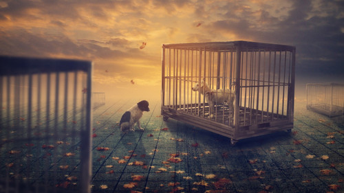 dog_fantasy_4k-3840x2160 Art Gallery Poster Canvas Print Wall Decoration A0 A1 A