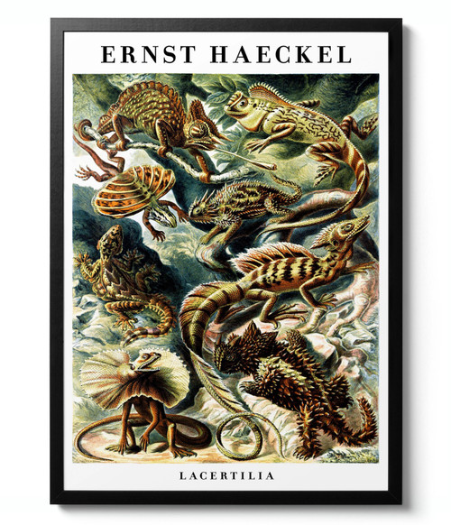 1-Ernst-Haeckel - -Lacertilia-white-_BOT-ERN-025 Poster Canvas Movie Film Print
