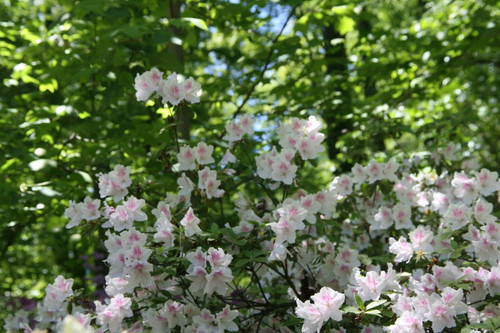 Rhododendron_Allegory_7zz Poster Canvas Movie Film Print A0 A1 A2 A3 A4 A5 A6 Ar