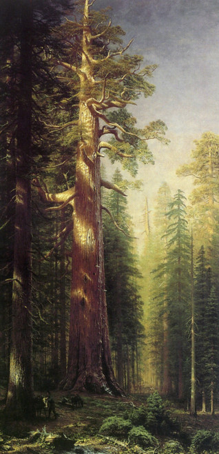 1876 Albert Bierstadt Les Grands Arbres American painting Art Gallery Poster Can