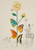 Salvador Dalí (1904-1989). Rosa papillo, from Flora Dallinae, 1968 Poster Canvas