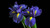 irises_purple_flowers_5k-5120x2880 Poster Canvas Movie Film Print A0 A1 A2 A3 A4