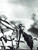 Cannibalism of the Praying Mantis of Lautreamont - Dali 1943 Poster Canvas Movie