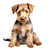 Welsh Terrier (3) Poster Canvas Movie Film Print A0 A1 A2 A3 A4 A5 A6 Art Wall D