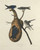 John James Audubon - Purple Martin 1827 Poster Canvas Movie Film Print A0 A1 A2