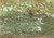 Monet- Rapids on the Pette Creuse at Fresselines Poster Canvas Movie Film Print