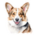 Cardigan Welsh Corgi (4) Poster Canvas Movie Film Print A0 A1 A2 A3 A4 A5 A6 Art