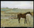 edgar-degas---horses-in-a-meadow_11018757096_o(1) Poster Canvas Print Art Painti
