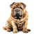 Chinese Sharpei (1) Poster Canvas Movie Film Print A0 A1 A2 A3 A4 A5 A6 Art Wall