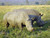 Rhinoceros_in_South_Africa_adjusted Poster Canvas Movie Film Print A0 A1 A2 A3 A