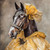Lady Horse with a decorative mask-like headpiece featuring metallic accents and