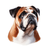 13 Bulldog Poster Canvas Movie Film Print A0 A1 A2 A3 A4 A5 A6 Art Wall Decorati