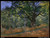 claude-monet---the-bodmer-oak-fontainebleau-forest_11016126904_o(1) Poster Canva