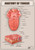 Anatomy of the Tongue 2 Poster Canvas Print Art Painting Decor Reprint wall A0 A