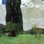 The Large Poplar Klimt 1900