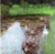 The Marshy Pond Klimt 1900