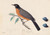 Houghton_MS_Am_21_(46)_-_John_James_Audubon,_robin Poster Canvas Movie Film Prin