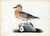 John James Audubon - American widgeon Poster Canvas Movie Film Print A0 A1 A2 A3