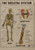 Human skeletal system 2 Poster Canvas Movie Film Print A0 A1 A2 A3 A4 A5 A6 Art