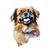 Tibetan Spaniel (1) Poster Canvas Movie Film Print A0 A1 A2 A3 A4 A5 A6 Art Wall