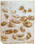 Leonardo_da_Vinci_Study_sheet_with_cats_dragon_and_other_ani Art Gallery Poster