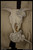 georgia-okeeffe---cows-skull-with-calico-rose--jpb_18393268370_o(1) Poster Canva