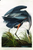John James Audubon - Great Blue Heron 2-fotor-2024040655718 Poster Canvas Movie
