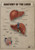 Anatomy of the Liver 1 Poster Canvas Print Art Painting Decor Reprint wall A0 A1