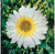 Andy Warhol - Daisy 1967 Poster Canvas Print Art Painting Decor Reprint wall A0