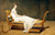 Madame_Récamier_by_Jacques-Louis_David Poster Canvas Print Art Painting Decor Re