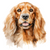 Cocker Spaniel (3) Poster Canvas Movie Film Print A0 A1 A2 A3 A4 A5 A6 Art Wall