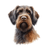 173 Wirehaired Pointing Griffon Poster Canvas Movie Film Print A0 A1 A2 A3 A4 A5
