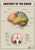 Anatomy of the brain 1