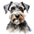 Cesky Terrier (4) Poster Canvas Movie Film Print A0 A1 A2 A3 A4 A5 A6 Art Wall D