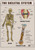 Human skeletal system 1