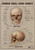 Human Skull Bones 1
