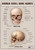 Human Skull Bones 2