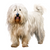 Komondor (3) Poster Canvas Print Art Painting Decor Reprint wall A0 A1 A2 A3 A4