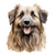 Pyrenean Shepherd (3) Poster Canvas Movie Film Print A0 A1 A2 A3 A4 A5 A6 Art Wa