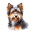 128 Australian Terrier Poster Canvas Movie Film Print A0 A1 A2 A3 A4 A5 A6 Art W