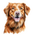 Nova Scotia Duck Tolling Retriever (2) Poster Canvas Movie Film Print A0 A1 A2 A