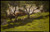 charles-paul-gruppe---under-the-apple-trees--jpb_16151899315_o(1) Poster Canvas