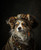 Pirate Pet PortraitHistory Pet PortraitRegal Pet PortraitPet Portrait CustomRoya