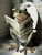 Frog on Toilet-2--3by4 Poster Canvas Funny Annimals Pritnt A0 A1 A2 A3 A4 A5 A6