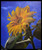 amber-e-darling--sunflower--jpb_15088634325_o(1) Poster Canvas Movie Film Print