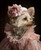 Lady Pet Portrait Pet Portrait CustomRegal Pet PortraitHistory Pet PortraitKing