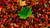 autumn_leaves_5k-5120x2880 Poster Canvas Movie Film Print A0 A1 A2 A3 A4 A5 A6 A